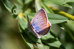 Icaricia icarioides evius
