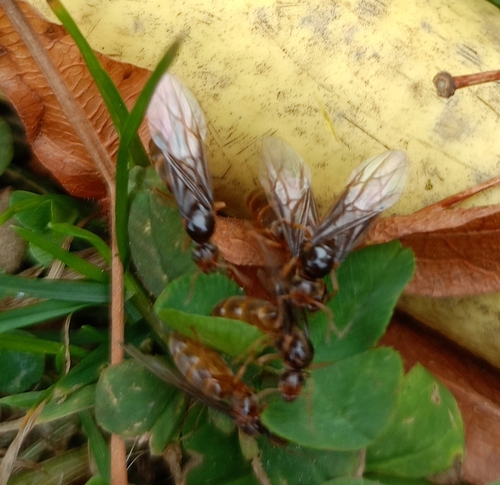 Yellow Meadow Ant
