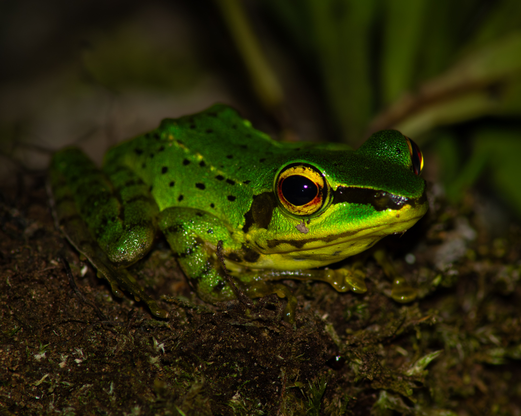 Balbalan Frog