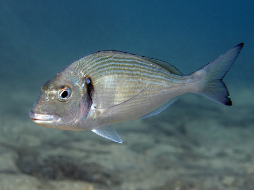 Gilthead Seabream