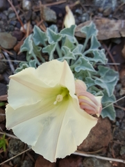 Calystegia malacophylla
