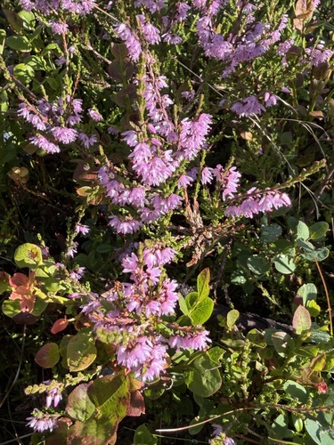common heather