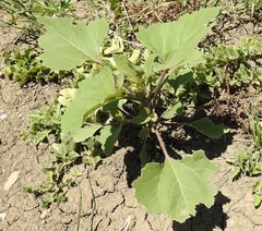 Xanthium strumarium image