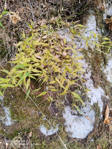 Campanula tommasiniana, photograph 1
