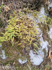 Campanula tommasiniana