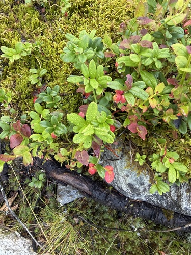 Lingonberry