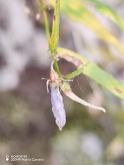 Campanula tommasiniana, photograph (c) Ljaž, some rights reserved (CC BY)
