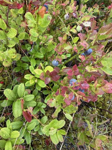 common bilberry