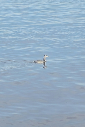 Great Grebe
