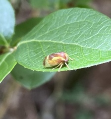 Cyrtolobus flavolatus