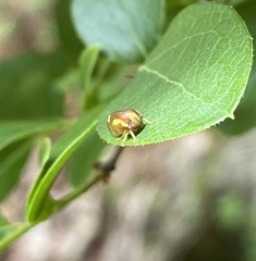 Cyrtolobus flavolatus