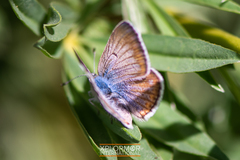 Icaricia icarioides evius