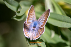 Icaricia icarioides evius