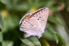 Icaricia icarioides evius