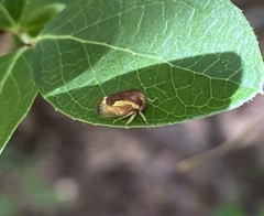 Cyrtolobus flavolatus