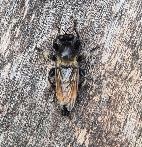 bumblebee robberfly