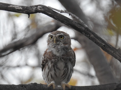 Ferruginous Pygmy-Owl