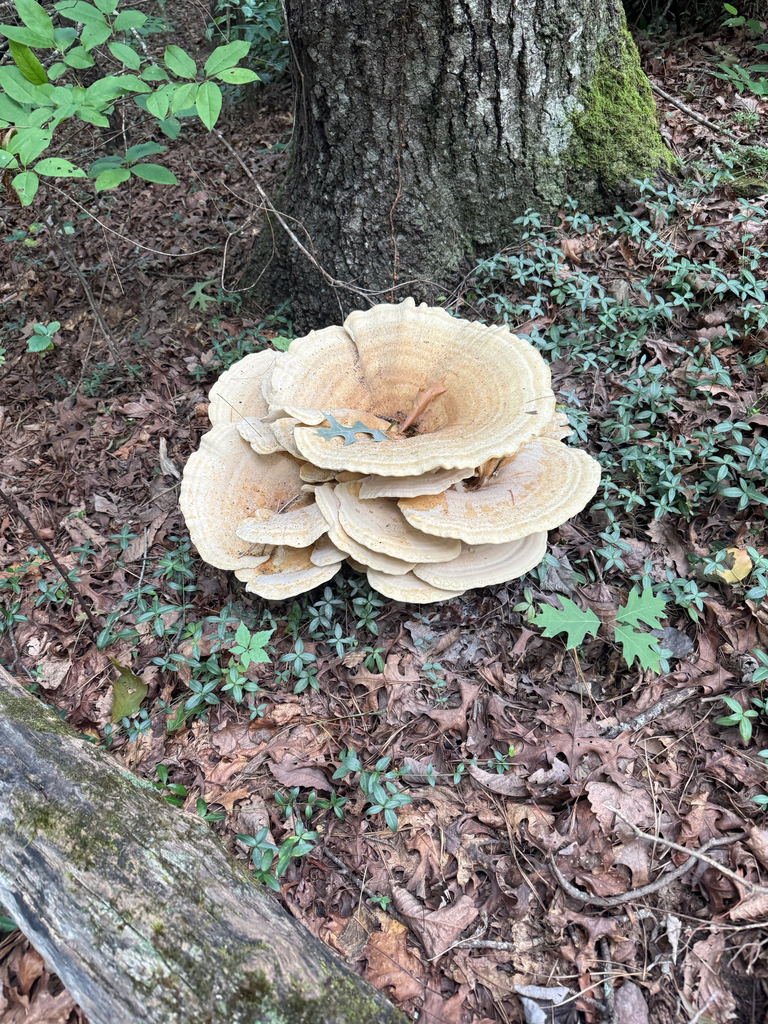 Berkeley's Polypore · August 2026 · photo: Photo: (c) jhannonarts, some rights reserved (CC BY) · iNaturalist
