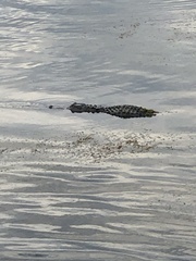 Alligator mississippiensis