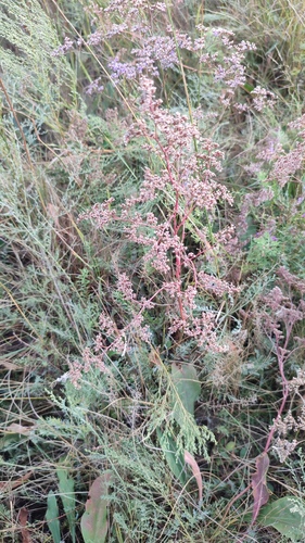 Limonium gmelini, photograph 5