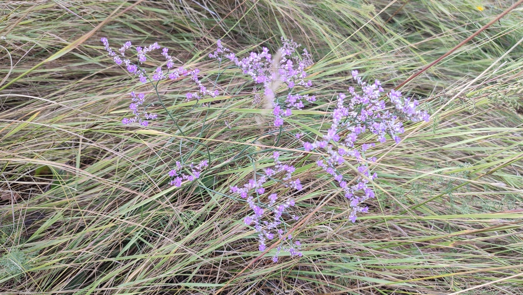 Limonium gmelini; photograph (c) Svyatoslav Knyazev, some rights reserved (CC BY)
