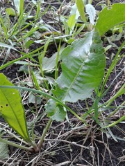 Rumex confertus