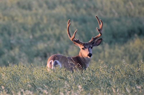Rocky Mountain Mule Deer