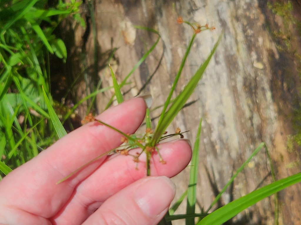 Scirpus polyphyllus; photograph (c) Summit Metro Parks, some rights reserved (CC BY)