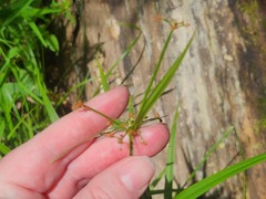 Scirpus polyphyllus