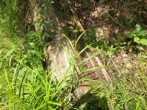 Scirpus polyphyllus, photograph 1