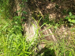 (c) Summit Metro Parks, some rights reserved (CC BY) Scirpus polyphyllus, photograph (c) Summit Metro Parks, some rights reserved (CC BY)