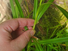 (c) Summit Metro Parks, some rights reserved (CC BY) Scirpus polyphyllus, photograph (c) Summit Metro Parks, some rights reserved (CC BY)