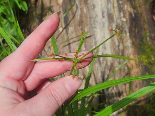 Scirpus polyphyllus, photograph 2