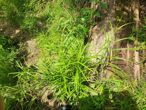 Scirpus polyphyllus, photograph 4