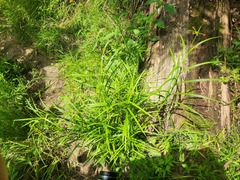 (c) Summit Metro Parks, some rights reserved (CC BY) Scirpus polyphyllus, photograph (c) Summit Metro Parks, some rights reserved (CC BY)