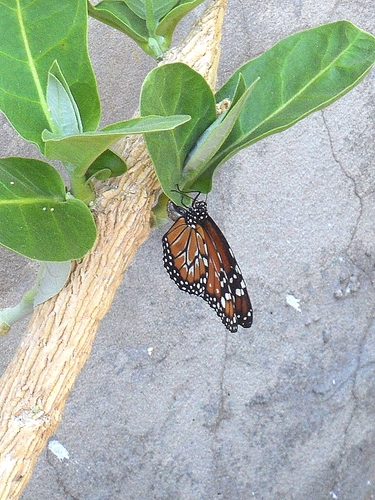 Southern Monarch