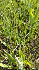 Carex meadii