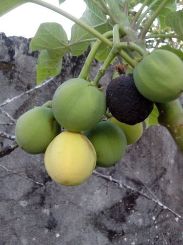 Barbados Nut