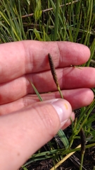 Carex meadii