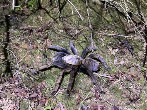 Chinese Giant Gold Tarantula