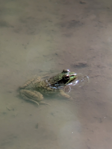 Green Frog