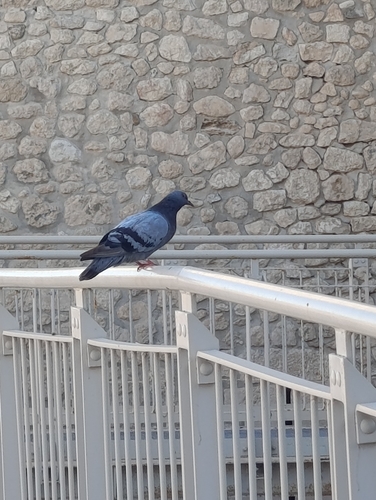 Feral Pigeon