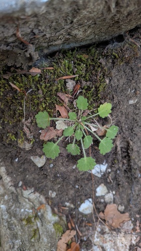 Saxifraga hirsuta, photograph 1