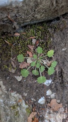 Saxifraga hirsuta