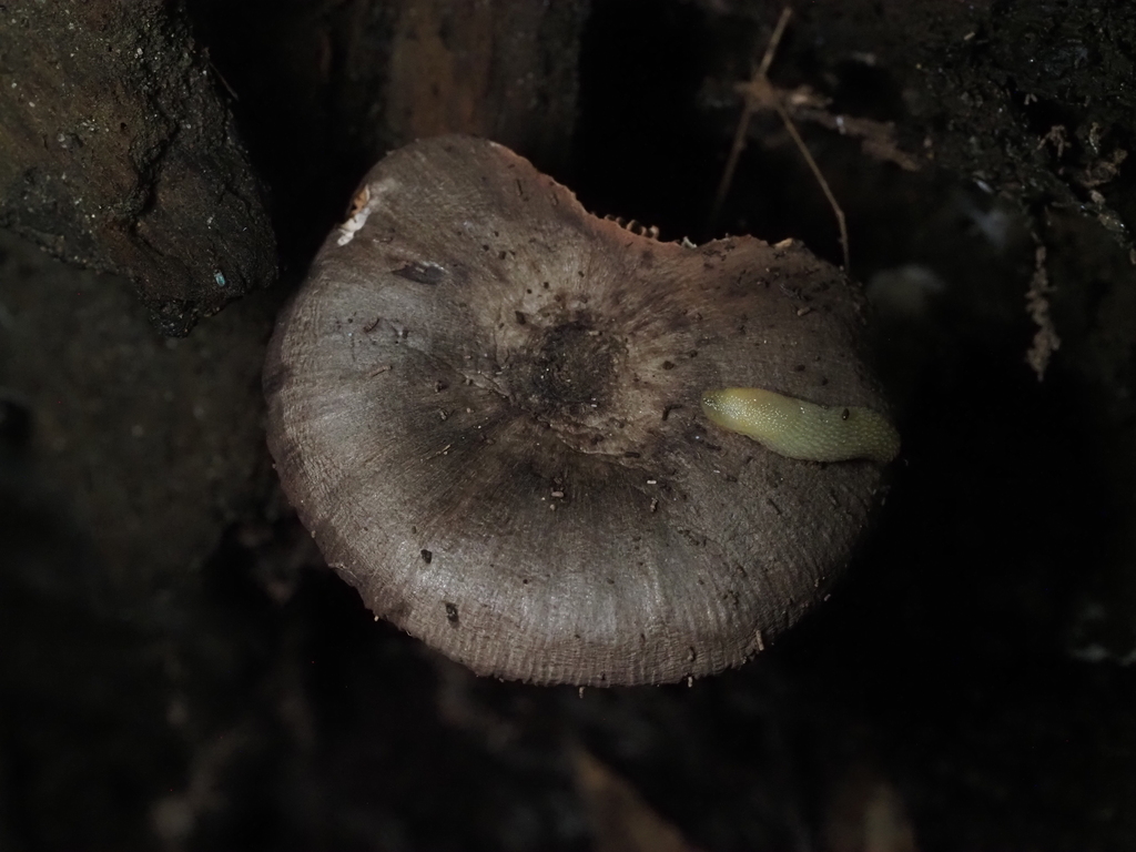 Pluteus americanus · August 2026 · photo: Photo: (c) Summit Metro Parks, some rights reserved (CC BY) · iNaturalist