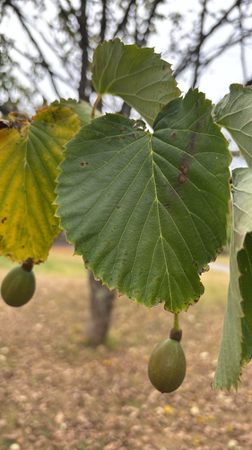 Dove tree