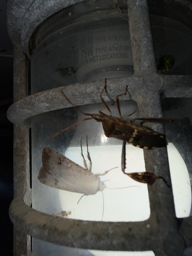 Western Leaf-footed Bug