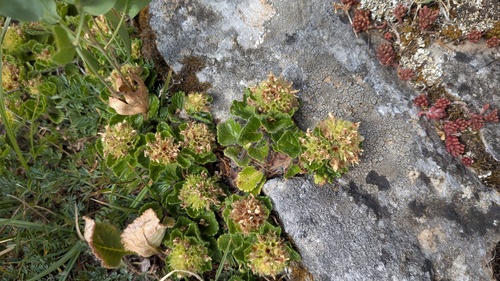 Teucrium pyrenaicum, photograph 2
