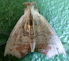 Hyperlopha compactilis