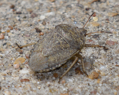 Hymenarcys nervosa